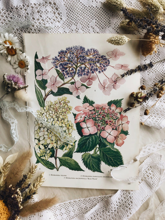 Vintage Hydrangea 1960’s Bookplate