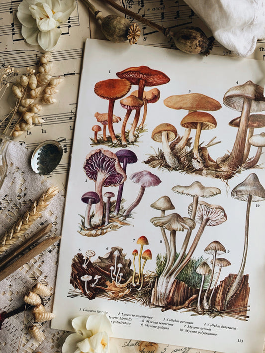 Vintage 1960’s Mushroom Bookplate