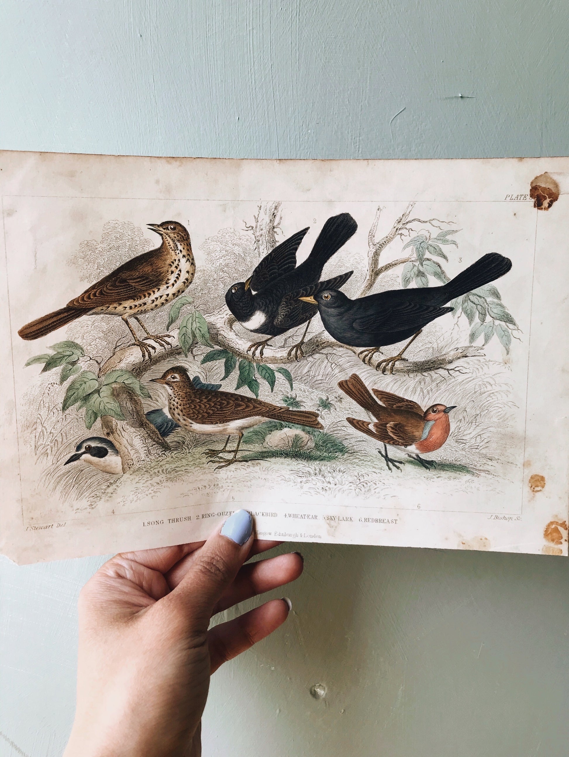 Vintage 18th Century Blackbird Bookplate - Stone & Sage 