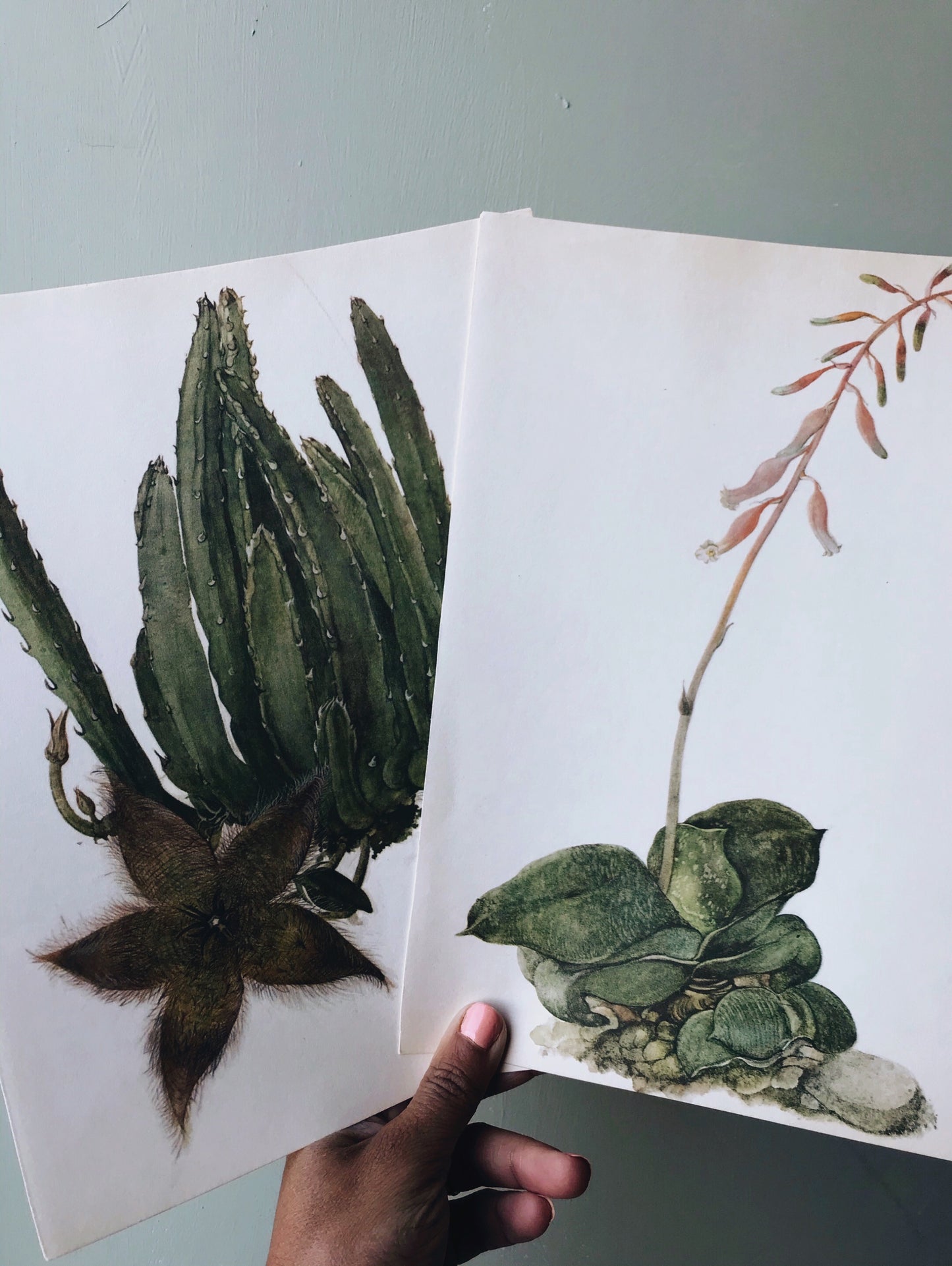 Vintage Large Cacti / Succulent Duo of Illustrative Bookplates
