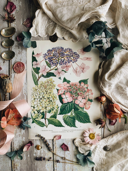 Vintage 1960’s Hydrangea Bookplate
