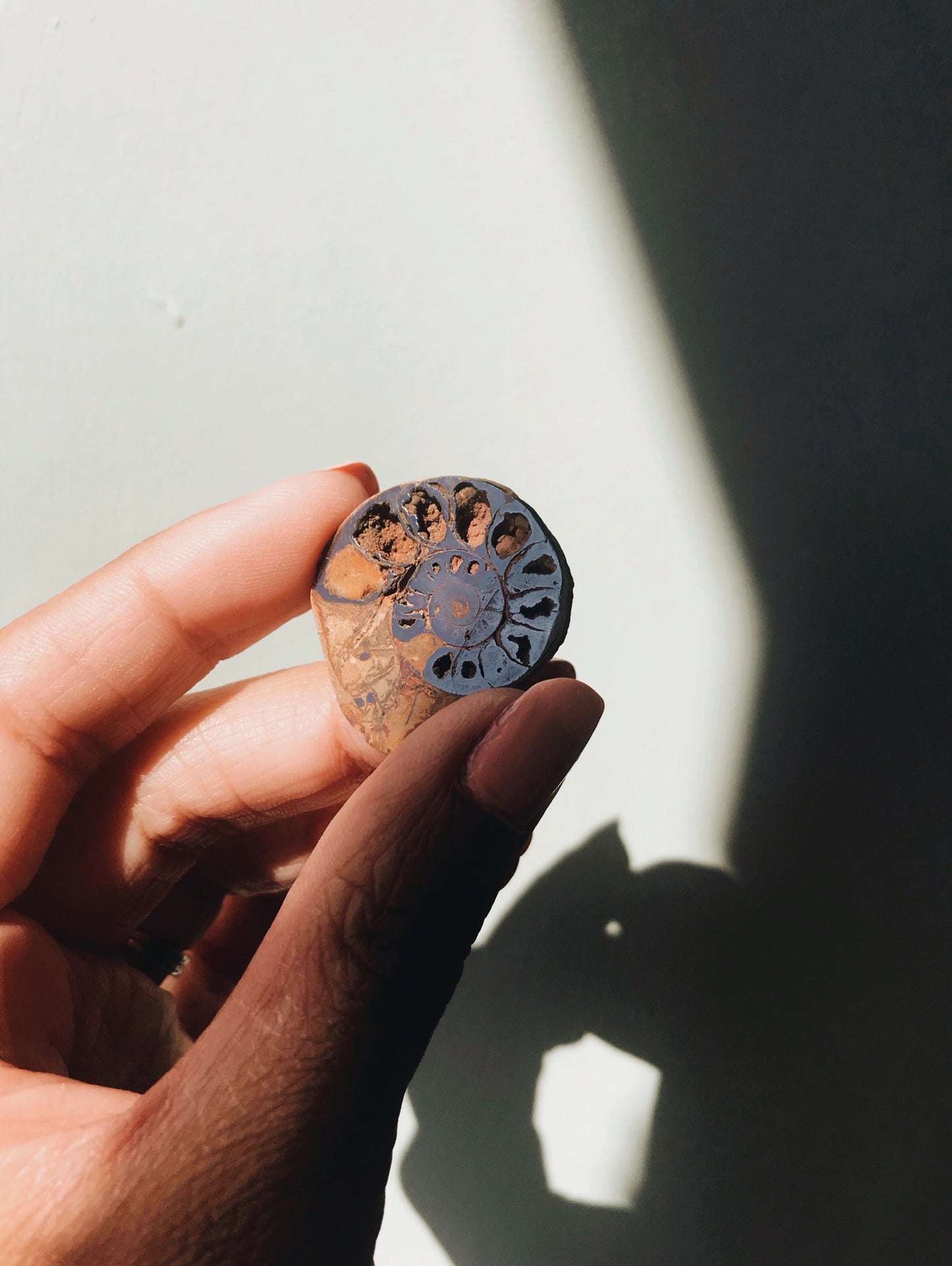 Hematite Ammonite Fossil - Stone & Sage 