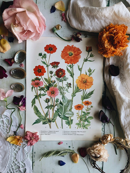 Vintage 1960’s Potentilla Floral Bookplate