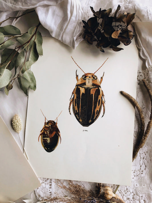 Two Antique Beetle Variety Illustration Bookplates