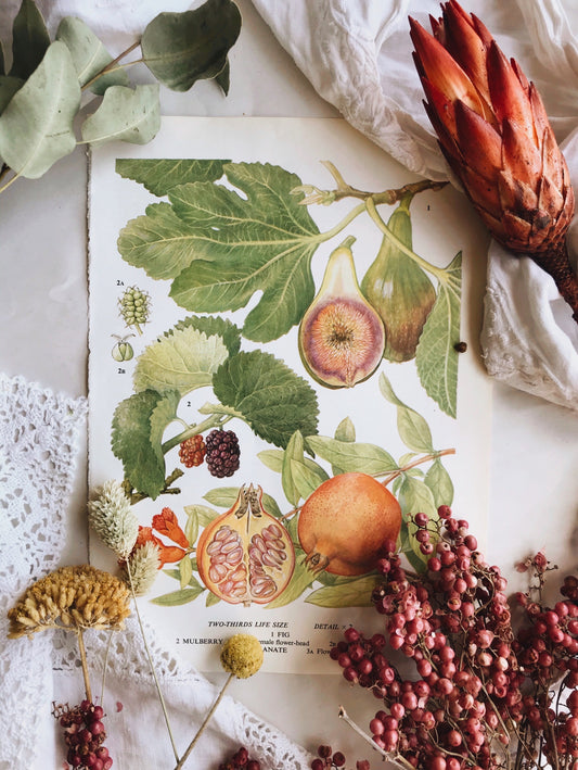 Vintage 1960’s Pomegranate & Fig bookplate