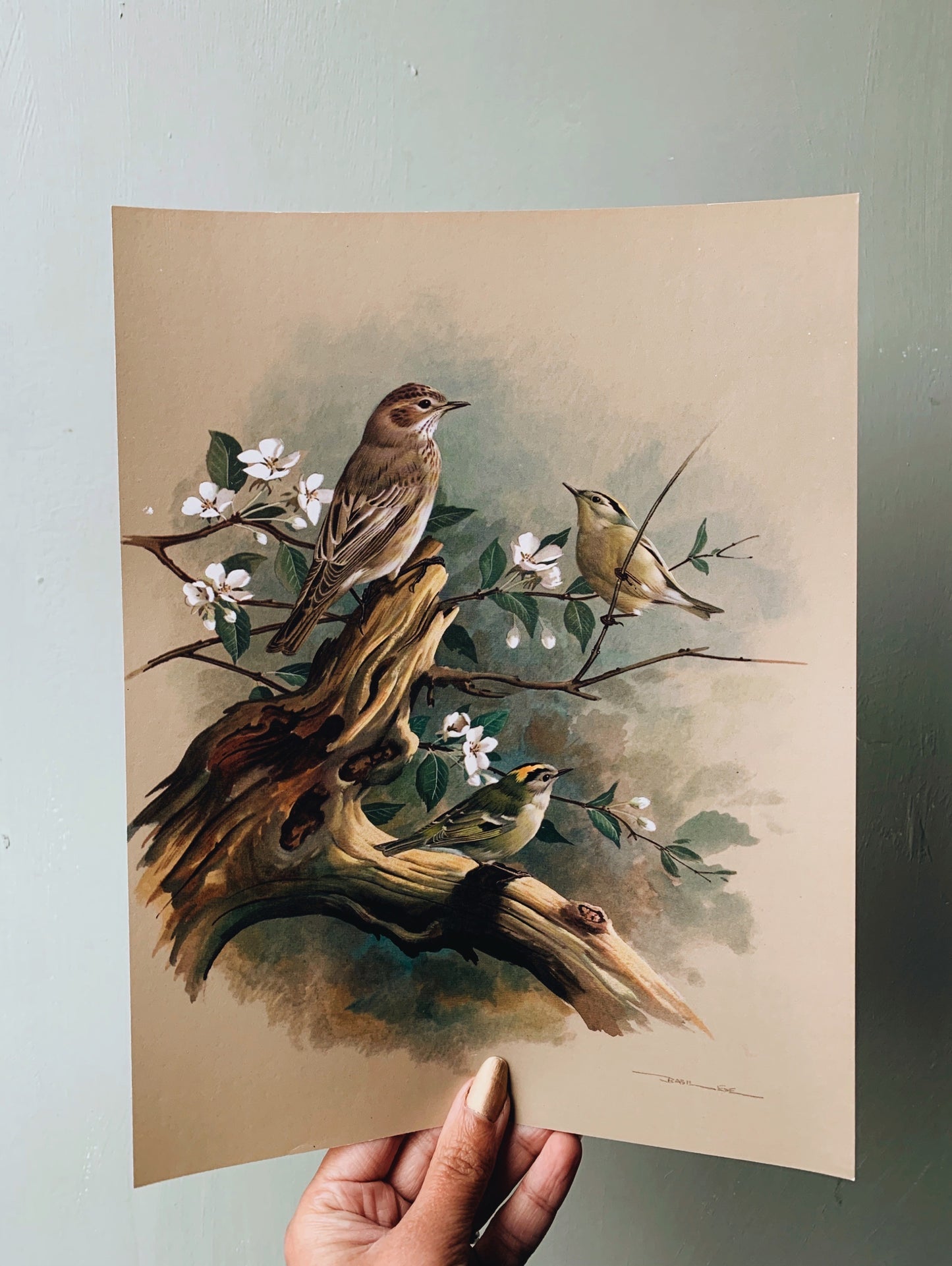 Vintage 1960’s Bird Print 1
