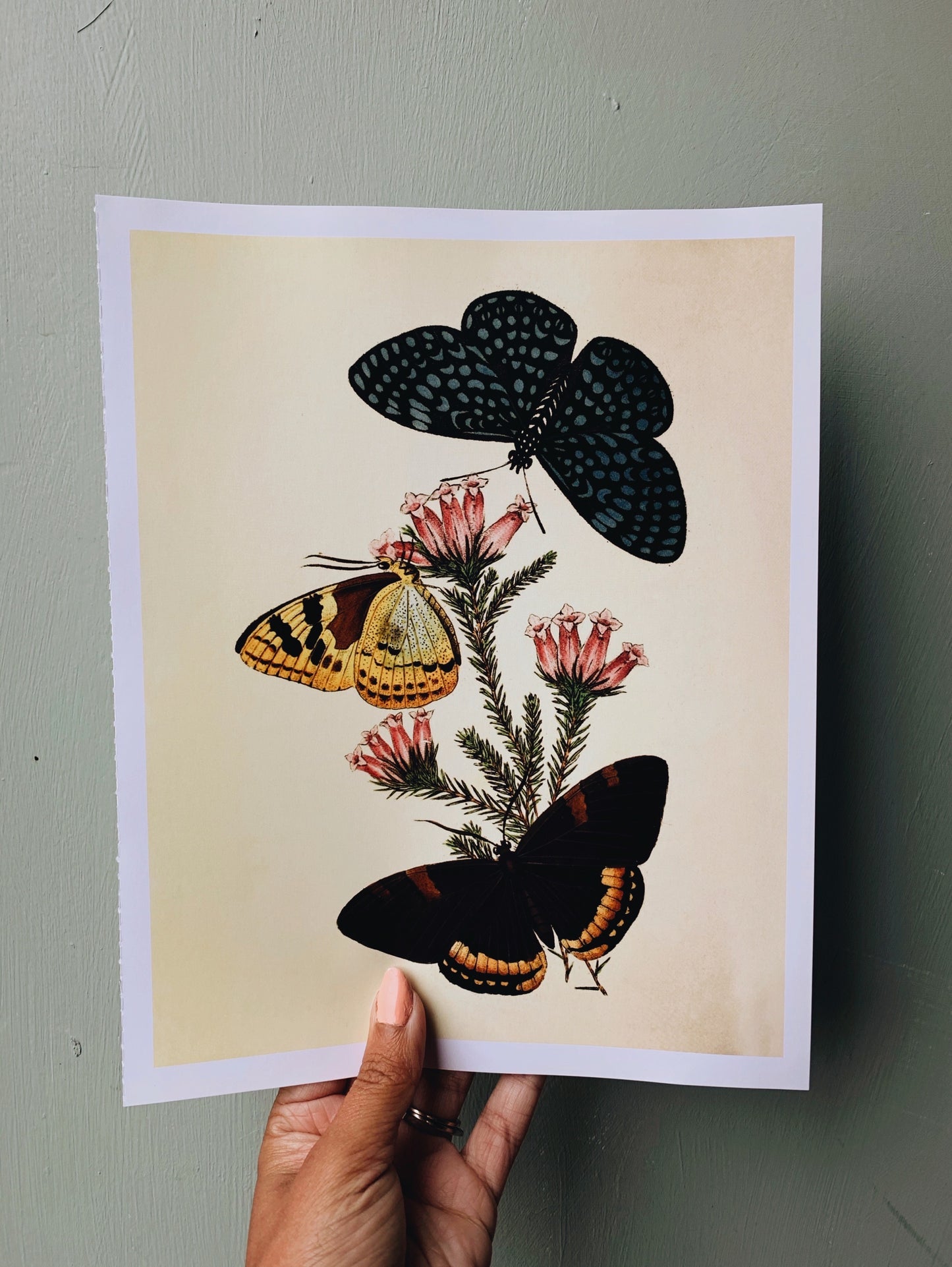 Vintage Style Butterfly Print