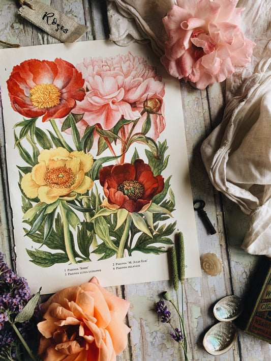 Vintage 1960’s Peony Bookplate