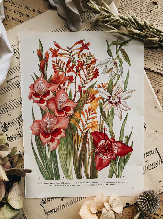 Vintage 1960’s Floral Bookplate ~ Giant Rouge