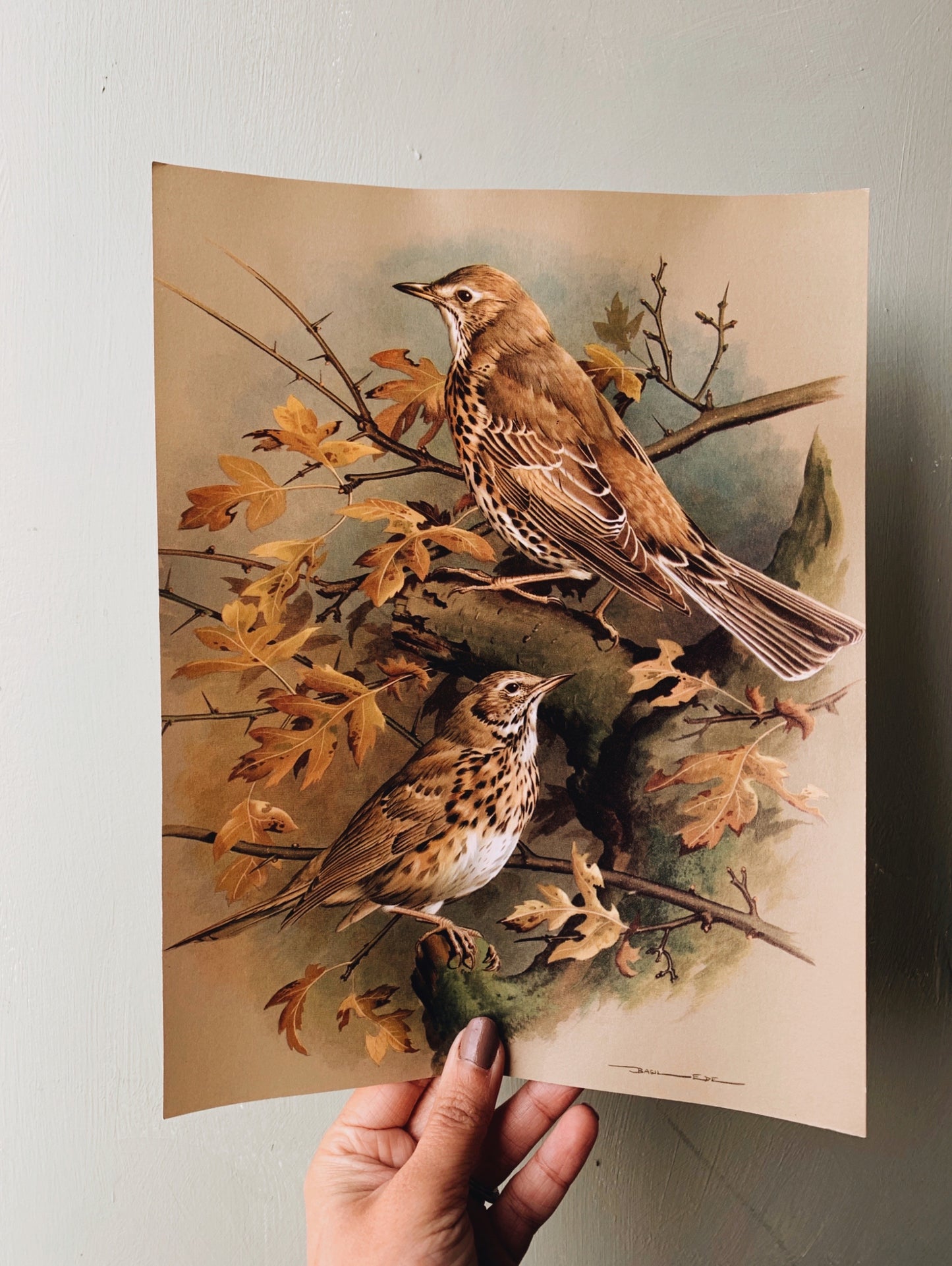 Vintage 1960’s Bird Print 2