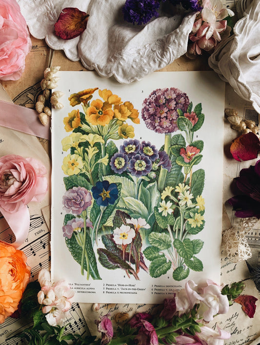 Vintage 1960’s Primrose Bookplate