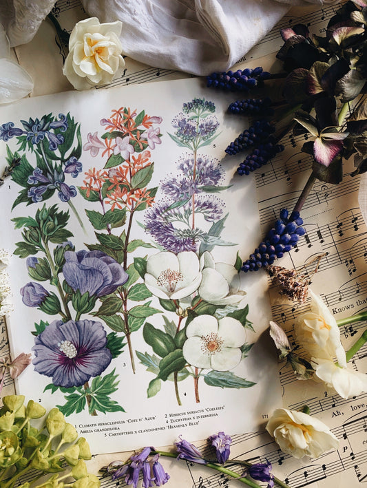 Vintage 1960’s Floral Bookplate ~ abella grandiflora