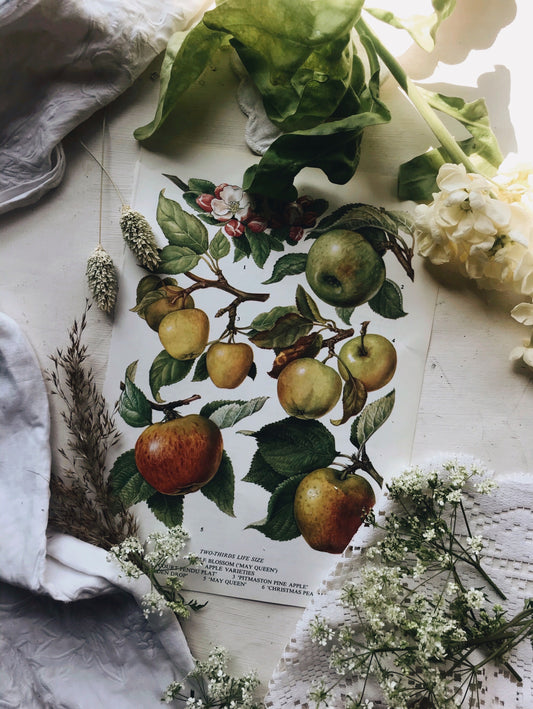Vintage 1960’s Apple Blossom Bookplate