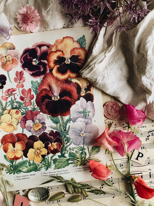 Vintage 1960’s Pansy Bookplate