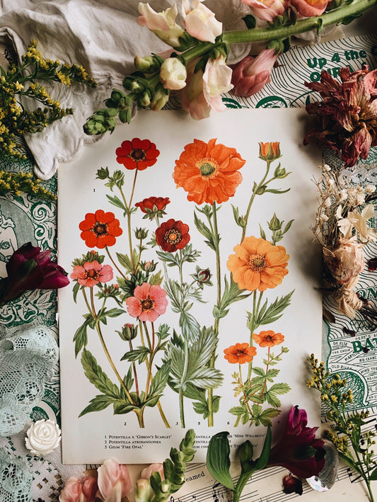 Vintage 1960’s Floral Bookplate ~ Potentilla