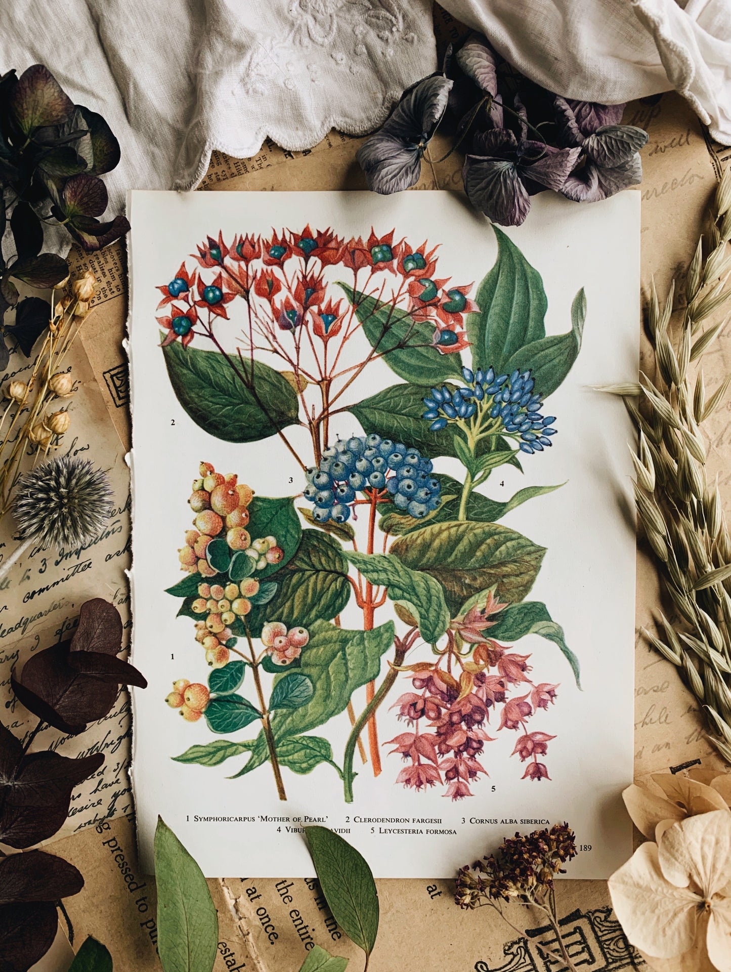 Vintage 1960’s Garden Flower Bookplate ~ mother of Pearl