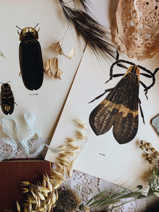 Antique Beetle Collection (set 2) Illustration Bookplates