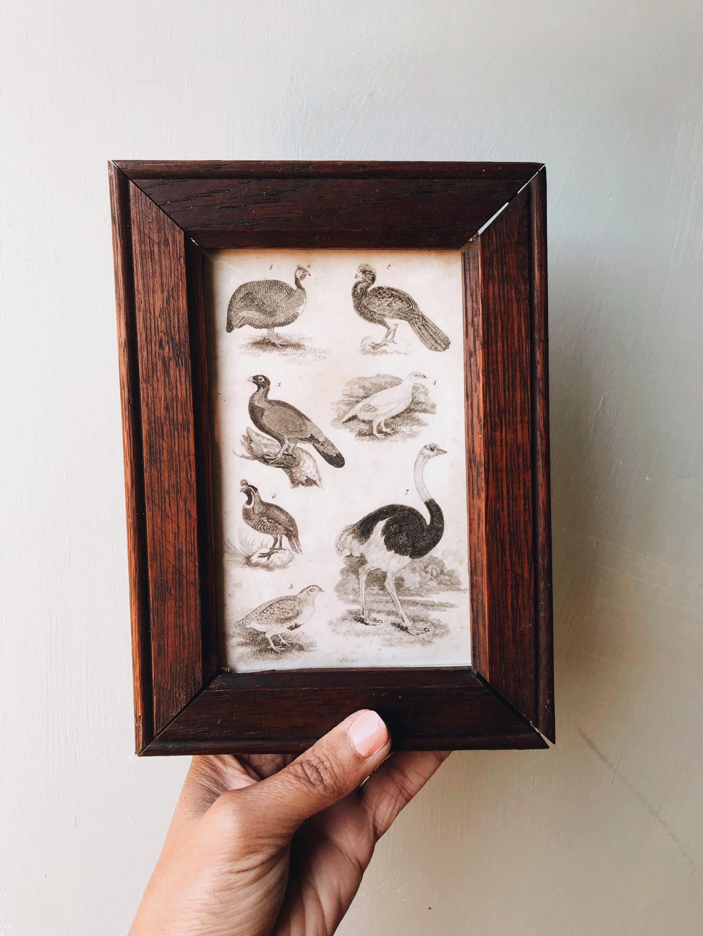 Antique Early 1900’s Glass Frame and Birds Variety Etching Bookplate