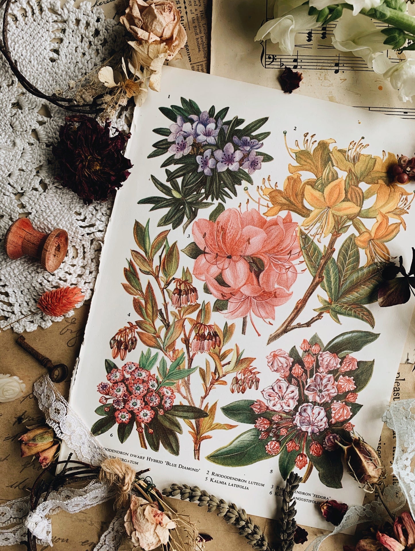 Vintage 1960’s Floral Bookplate ~ Fedora