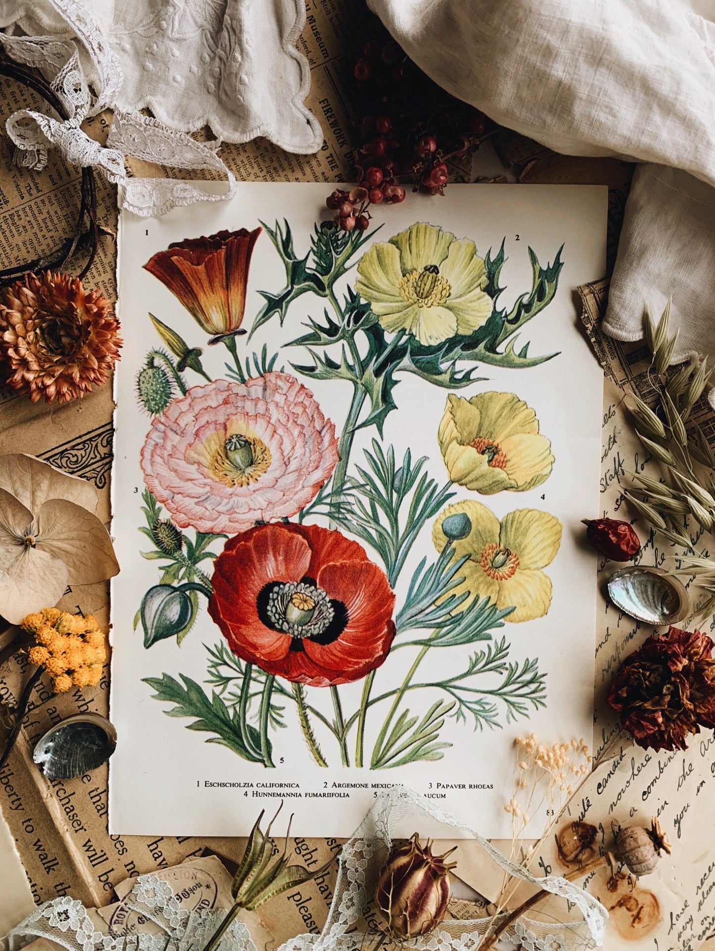 Vintage 1960’s Floral Bookplate ~ Poppy