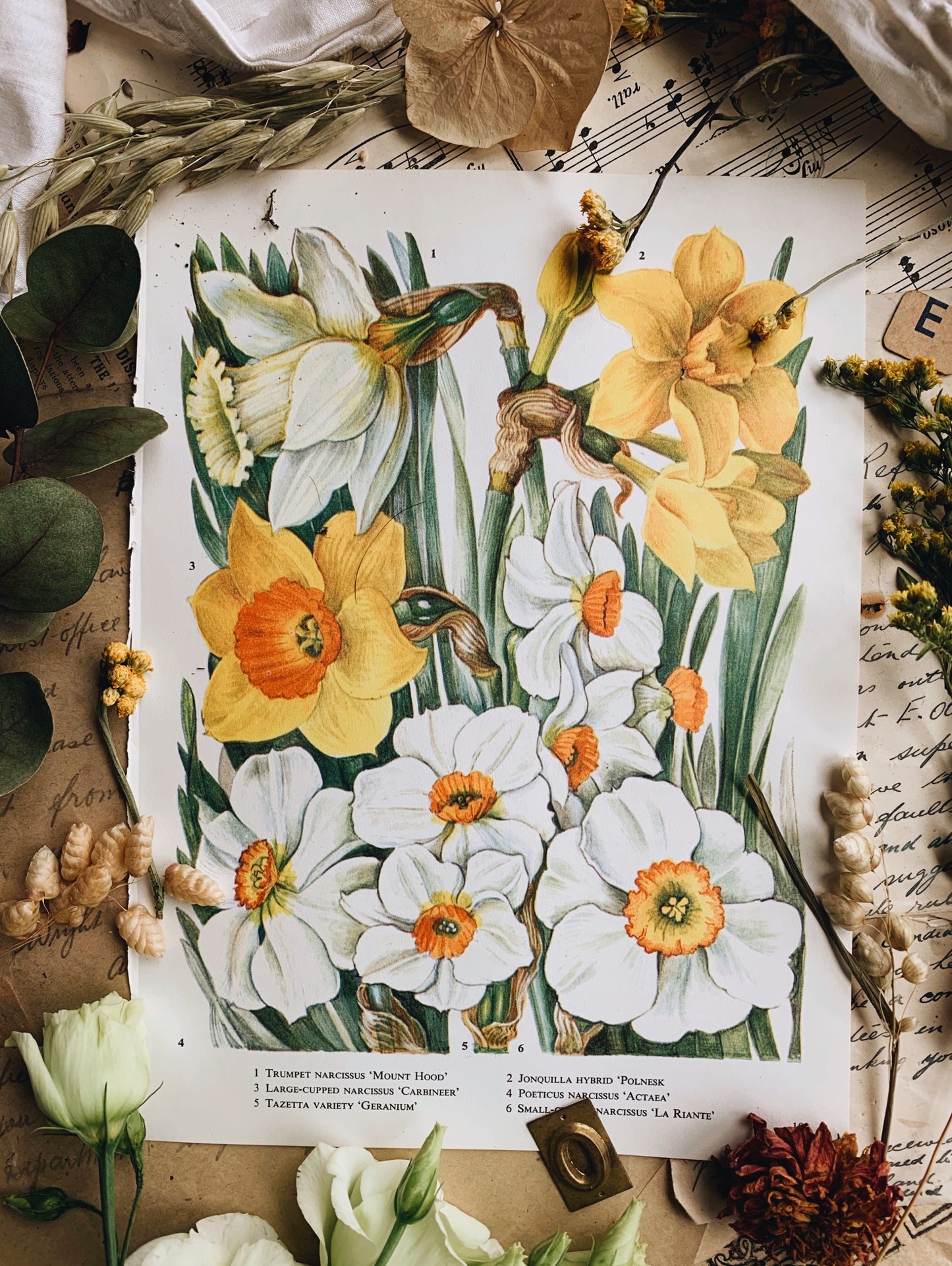 Vintage 1960’s Floral Bookplate ~ Daffodil