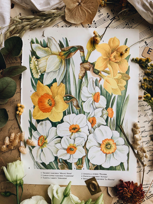 Vintage 1960’s Floral Bookplate ~ Daffodil