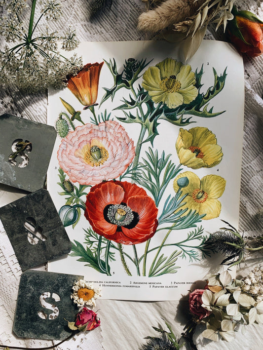 Vintage 1960’s Poppy & Floral Bookplate
