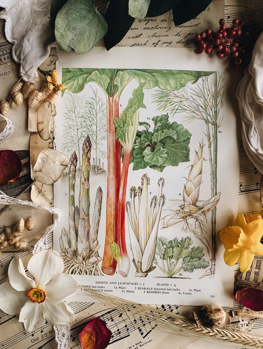 Vintage 1969’s Asparagus / Rhubarb Bookplate