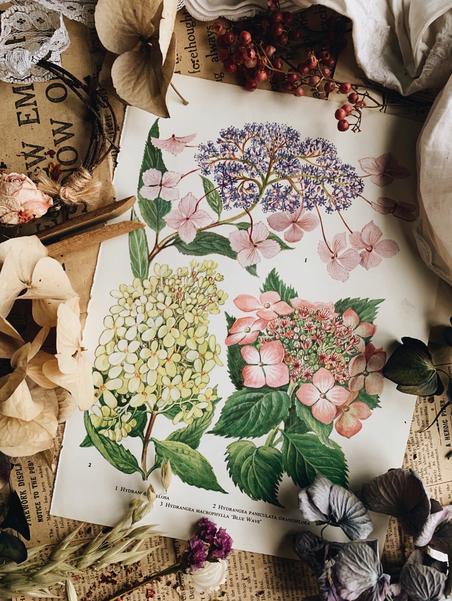 Vintage 1960’s Floral Garden Bookplate ~ hydrangea
