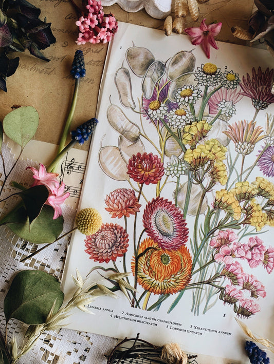 Vintage 1960’s Floral Bookplate ~ lunaria annua