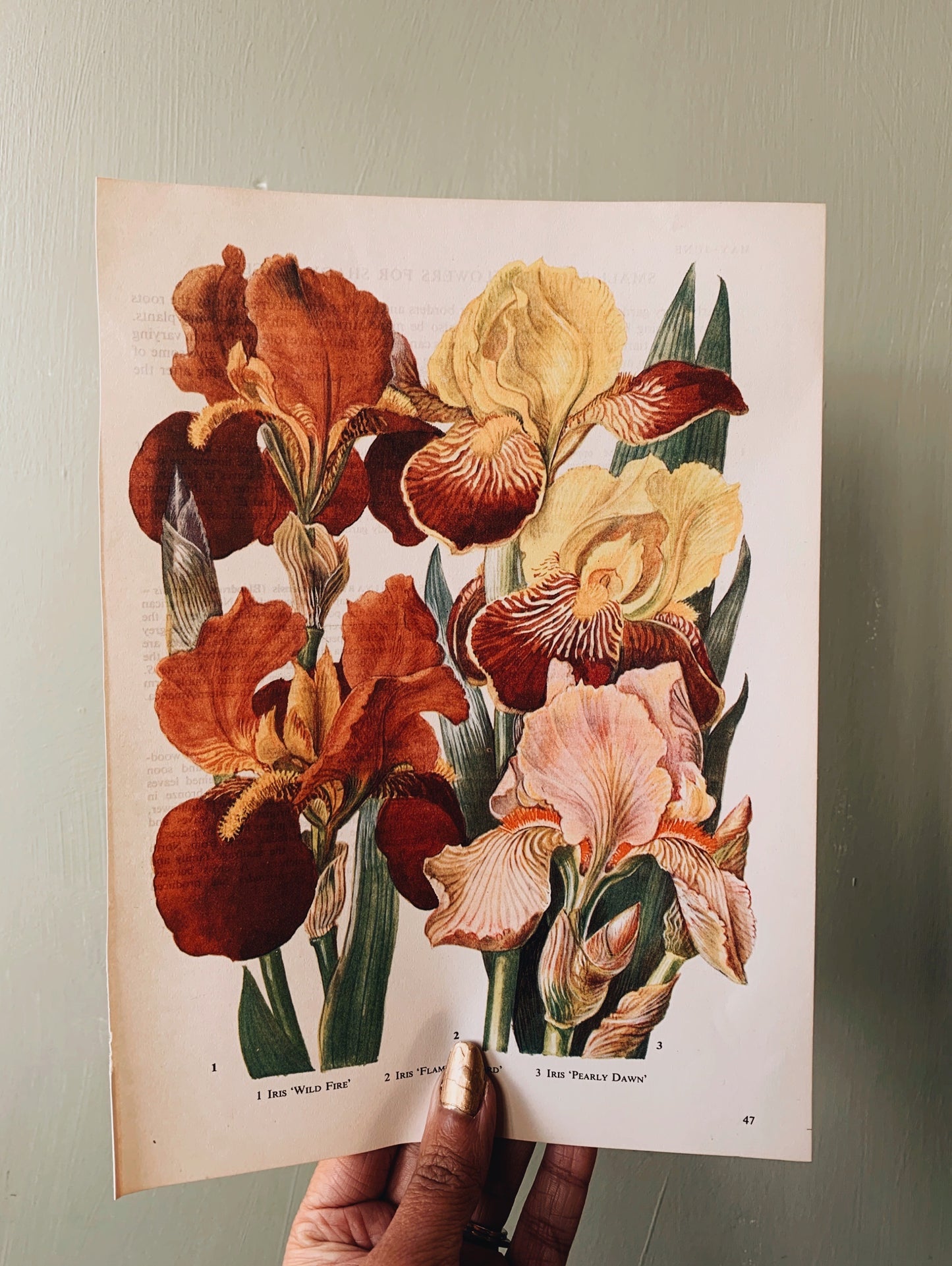 Vintage 1960’s Floral Bookplate ~ Iris
