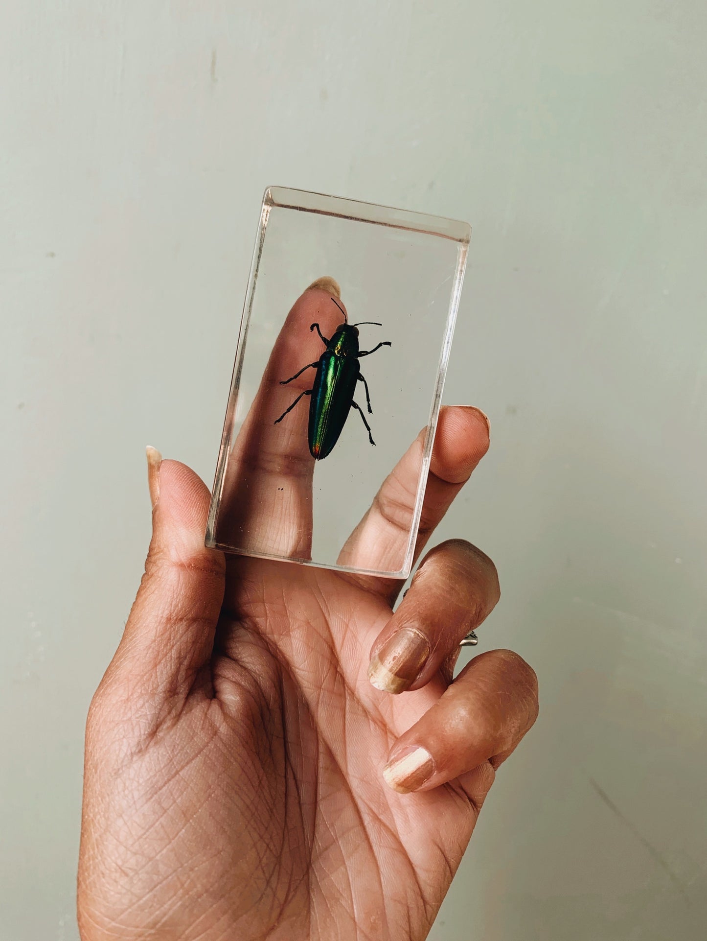 Vintage Taxidermy Insect / Bug / Beetle in Resin