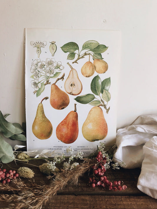 Vintage 1960s Pear Varieties Bookplate