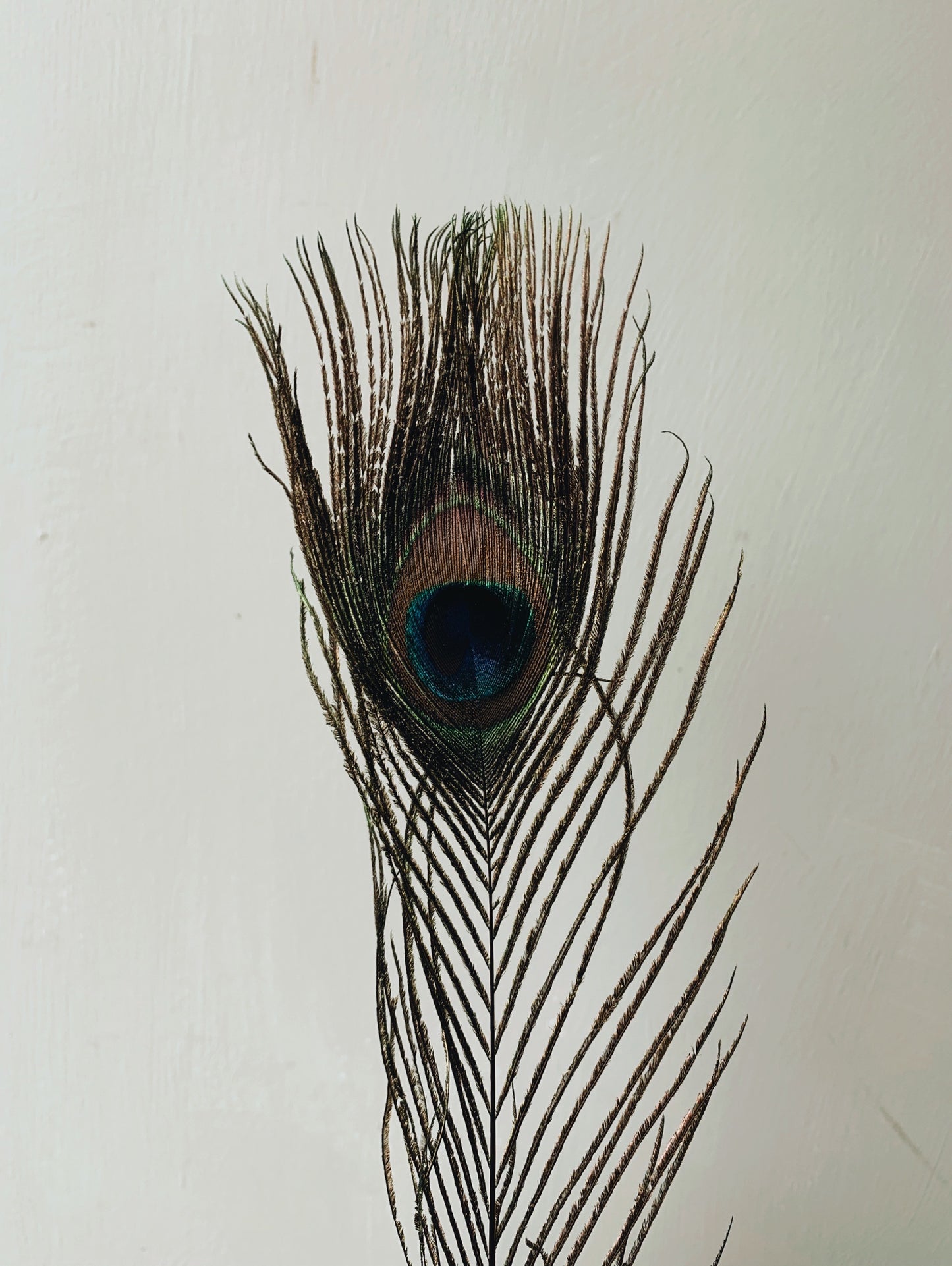 Peacock Feathers (sold separately)