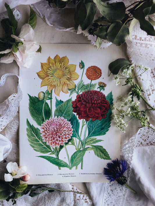 Vintage 1960s Dahlia Bookplate - Stone & Sage 