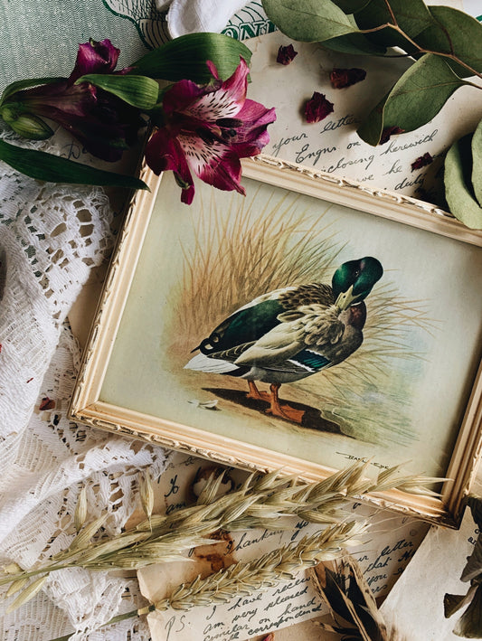 Vintage Duck Print Framed