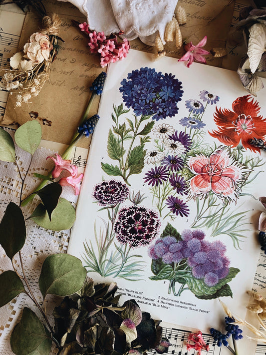 Vintage 1960’s Floral Bookplate ~ Giant Blue