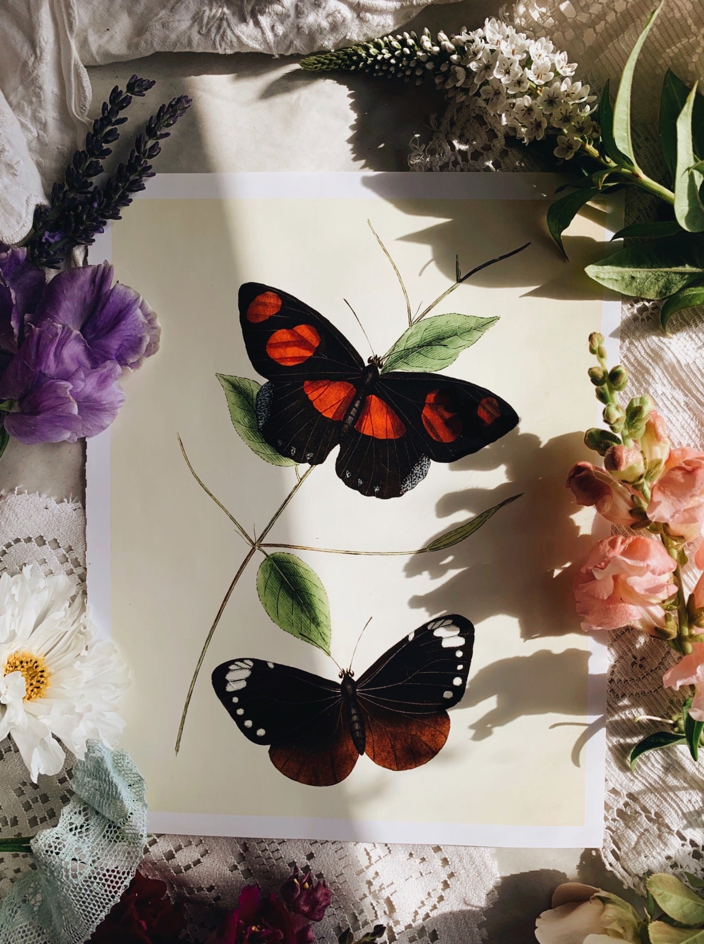 Vintage Style Butterfly Print