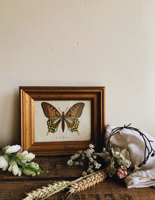 Antique Butterfly Illustration Plate in Frame