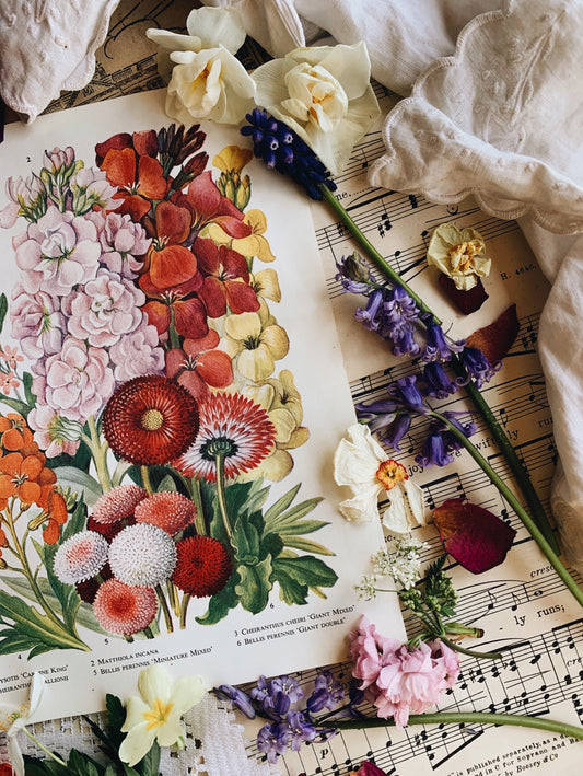 Vintage 1960’s Cheiranthus Bookplate