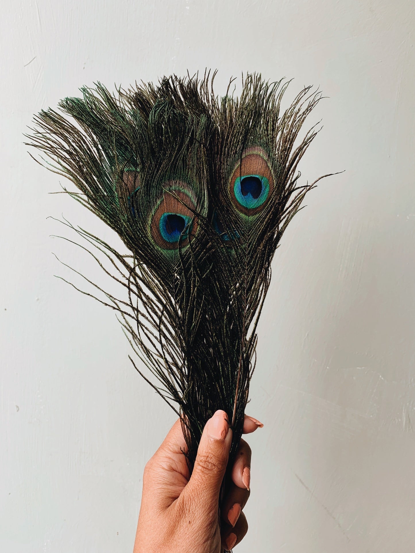 Peacock Feathers (sold separately)