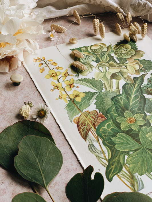 Vintage 1960’s Helleborus Bookplate