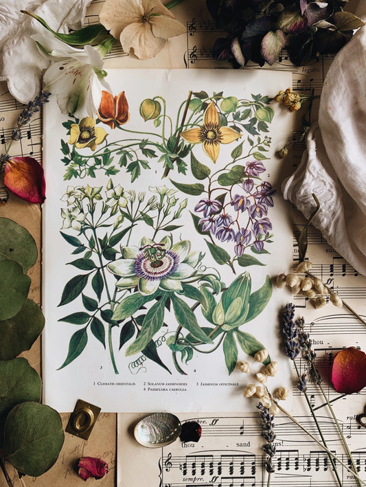 Vintage 1960’s Floral Bookplate ~ passiflora