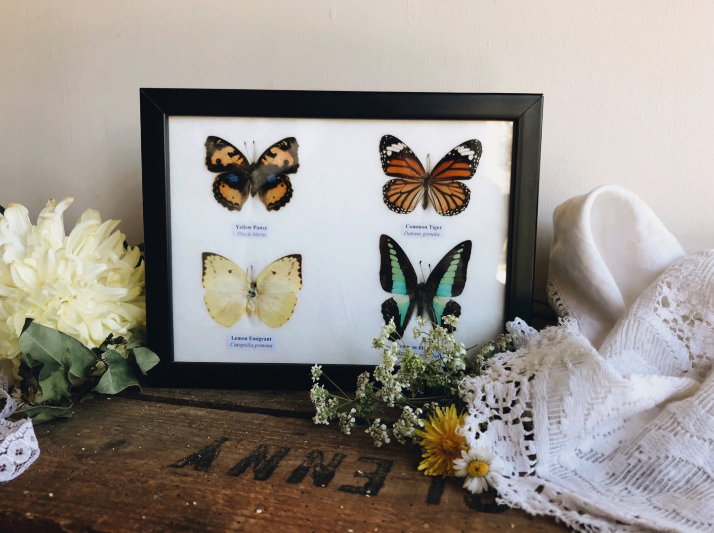 Four Taxidermy Butterflies in Frame - Stone & Sage 