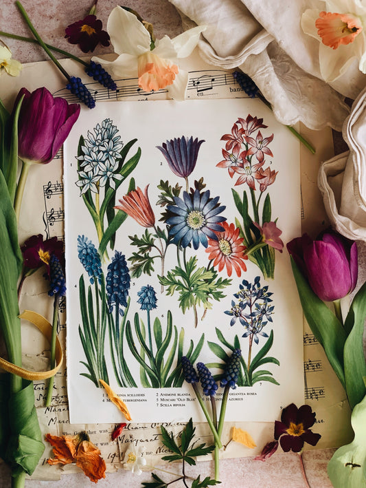 Vintage 1960’s Muscari Bookplate