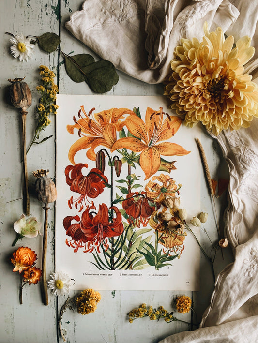 Vintage 1960’s Lily Species Floral Bookplate