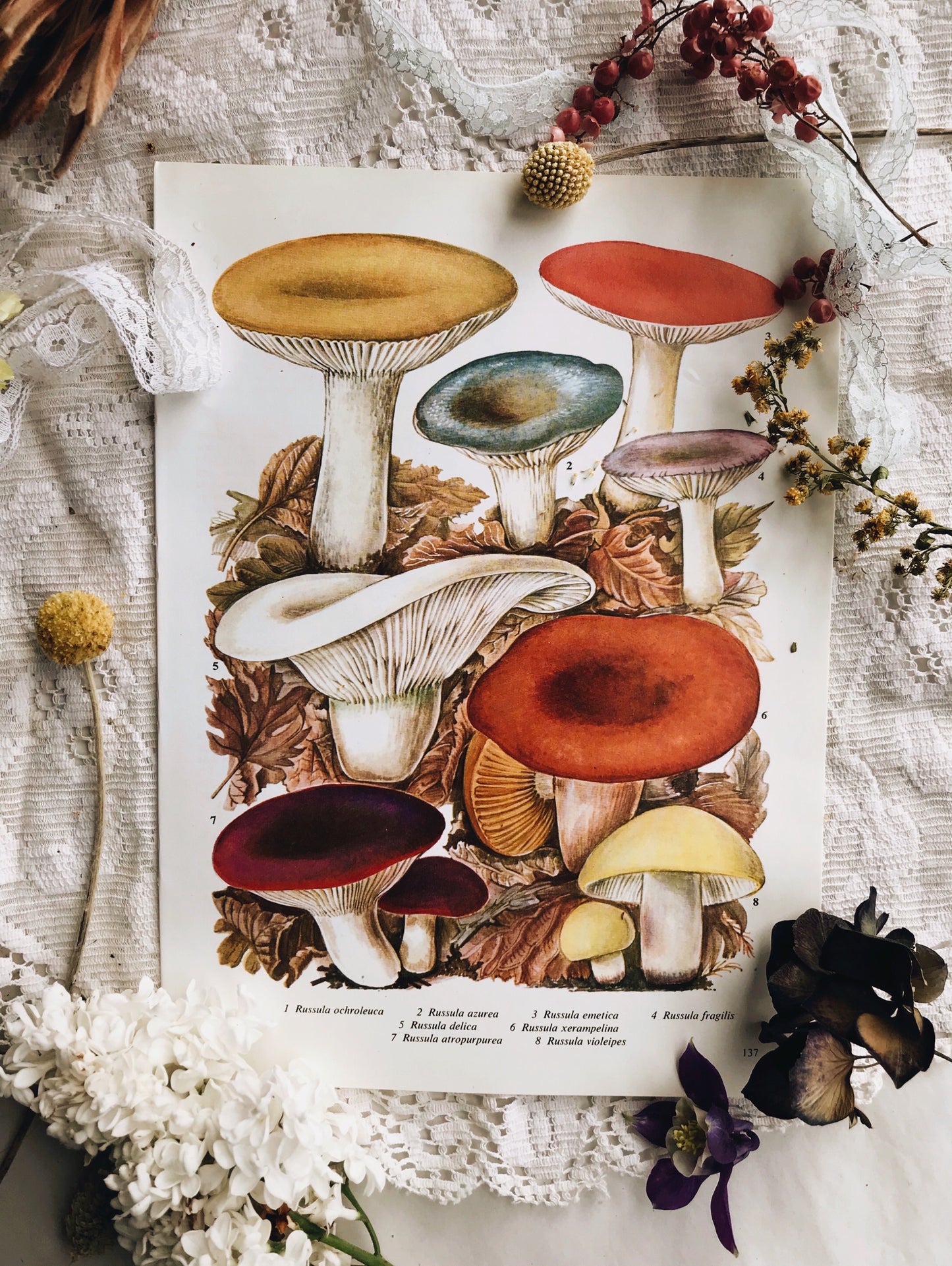 Vintage Kitsch Mushroom Bookplate