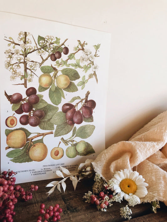 Vintage 1960s Damson Bookplate