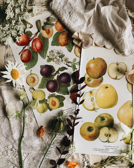 Three Vintage 1960’s Fruit Bookplates