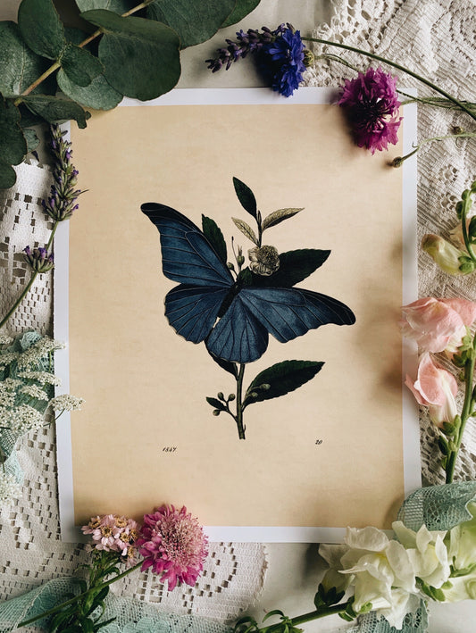 Vintage Style Butterfly Print